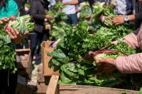Techniques agroécologiques éprouvées pour les petits producteurs
