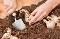What bulbs to plant in autumn What bulbs to plant in autumn
