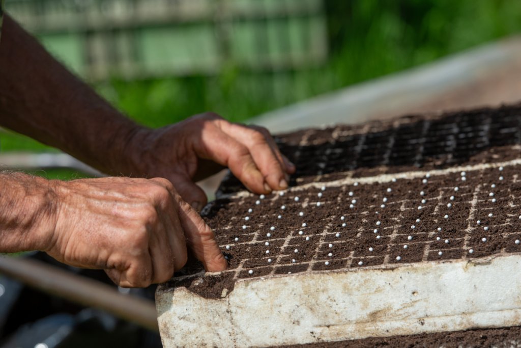 What farmers should check before buying seed