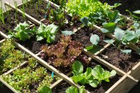 What to plant in August in the garden and in containers