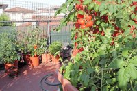 What to plant in September in the garden and balcony What to plant in September in the garden and on the balcony