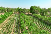 Why orphan legumes could revive Mediterranean agroforestry