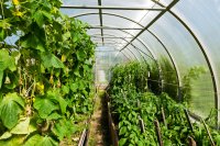 Why the climate you steer is not the climate your plant feels