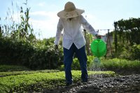 Why watering crops every day can do more harm than good Why watering crops every day can do more harm than good