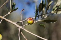 Ασθένειες και εχθροί της ελιάς Ασθένειες και εχθροί της ελιάς