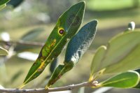 Cercospora leaf spot of olive Cercospora leaf spot of olive and how to tell it from peacock spot