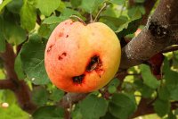 Codling moth in late-harvest apples and pears Codling moth protection in late-harvest apples and pears in Crete
