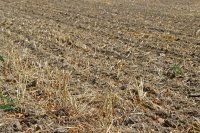 Cover crops raise yields in wet climates and cut them in dry ones