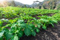 EU potato crop hit by smaller area and heat losses Europe's potato growers cut plantings to fix prices and then lost the yield to heat