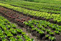 EU puts summer crop losses at 12 million tonnes Brussels puts this summer's crop losses at 12 million tonnes