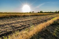 EU summer crop forecasts cut as heat and drought damage is measured