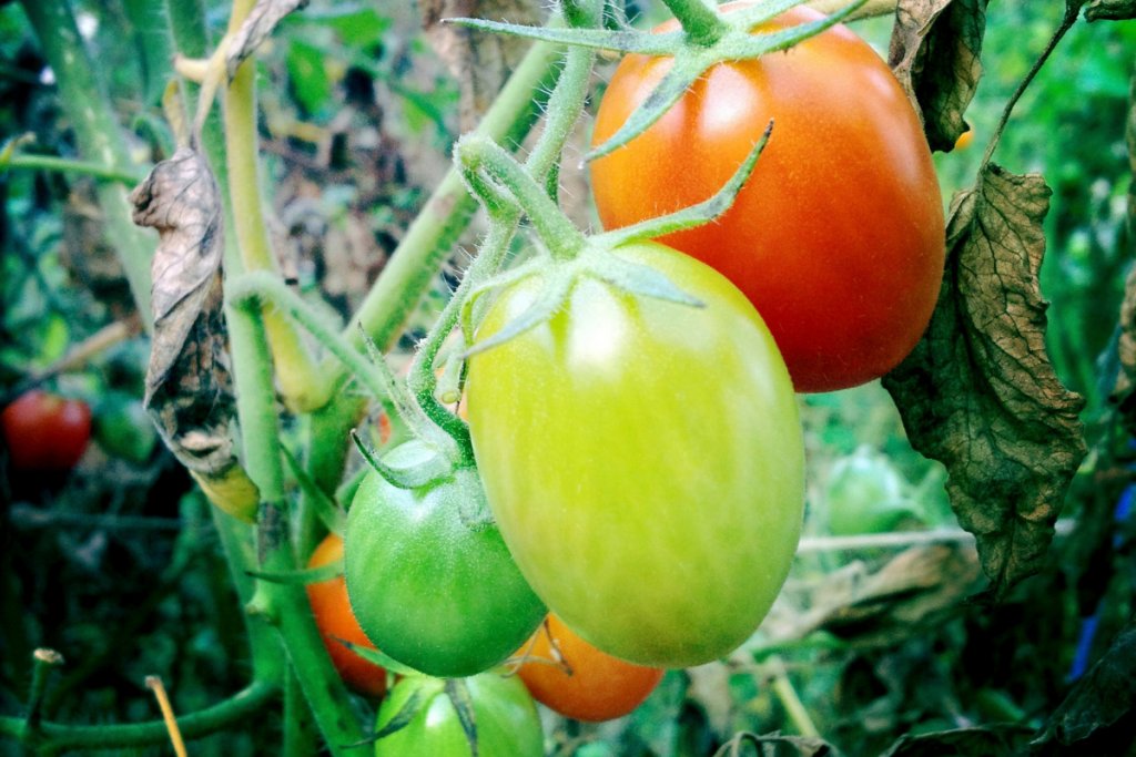 What supplemental light would actually do for an autumn crop