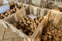 How potatoes heal their own wounds in storage How potatoes heal their own wounds in storage