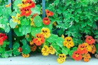 How to grow and care for nasturtiums How to grow and care for nasturtiums