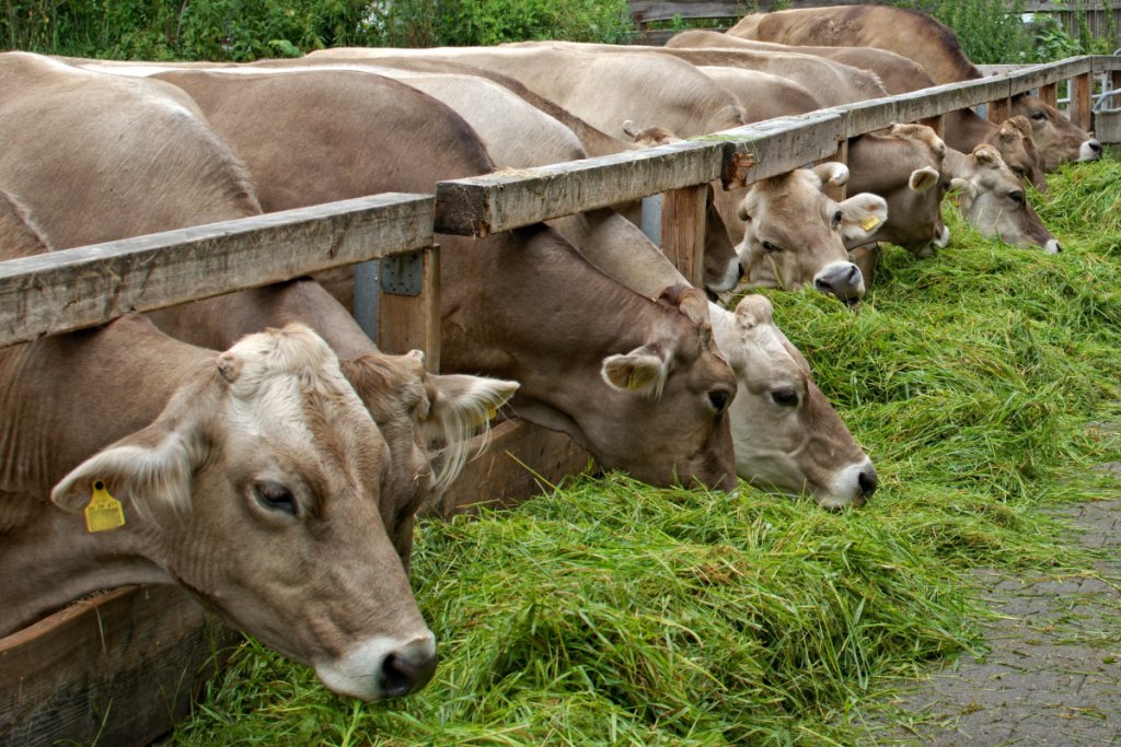 How to recognise and manage bovine ephemeral fever in cattle