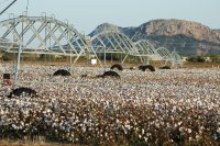 Match every irrigation to the cotton stage that needs it most Match every irrigation to the cotton growth stage that needs it most
