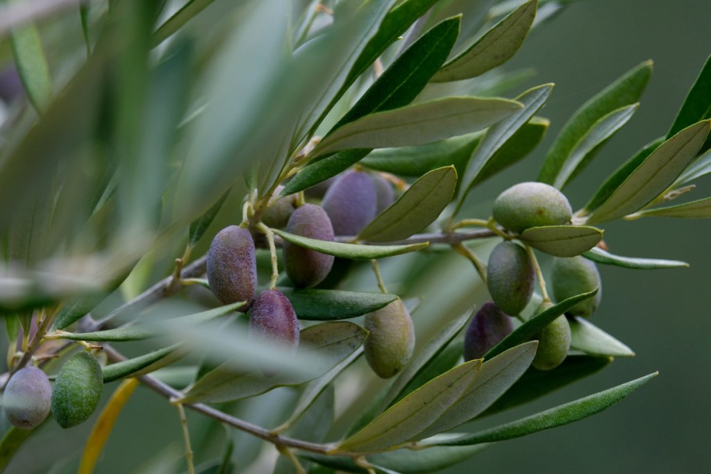 What changes in the oil when the fruit has been attacked