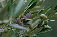 Olive fly damage and olive oil composition What changes in the oil when the fruit has been attacked