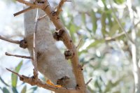 Olive knot disease and how it is managed Olive knot disease and how it is managed