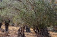 Olive oil 2026/27 outlook as prices fall and crops grow Mediterranean olive oil heads for a bigger crop while prices have already halved