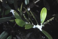Olive psyllid and when to treat it- The olive psyllid and when treatment is justified
