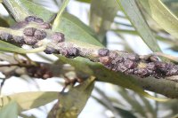 Scale insects on olive trees and how they are controlled Scale insects on olive trees and how they are controlled