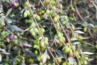 The Tsounati olive and its characteristics Η Τσουνάτη ελιά και τα χαρακτηριστικά της