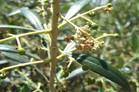 Olive moth (Prays oleae) symptoms The olive moth and how it is controlled
