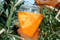 The scents that guide the olive fly