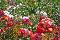 Types of roses and how to choose one
