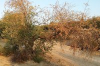 Verticillium wilt in olives and how to limit it Verticillium wilt in olive trees and how to limit it