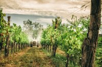 Vineyard sprays in Crete in September 2026 Grapevine moth control and post-harvest sprays in Crete this September