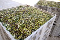 What a kilo of olive oil costs to produce Olive oil now costs more to produce than growers are paid for it
