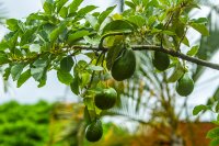 How data changed the way we grow avocados in Tanzania What changed when we started measuring our avocado orchard
