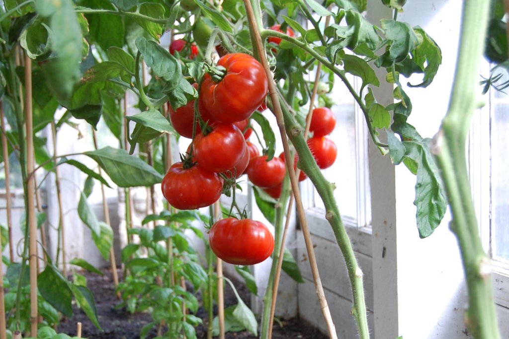 Why a single measurement lies about your crop Why does a single measurement lie about your crop