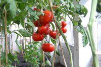 Why a single measurement lies about your crop Why does a single measurement lie about your crop