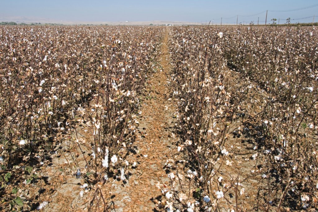 Why defoliants leave cotton leaves stuck on the plant
