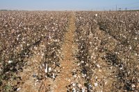 Why defoliants leave cotton leaves stuck on the plant