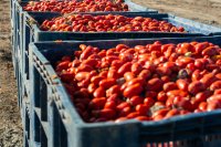 Why your tomatoes may need a passport Why your tomatoes may need a passport