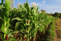 Greek maize yields 11 tonnes per hectare while the rest of Europe counts losses