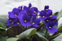 African violet in flower How to care for an African violet (Saintpaulia)