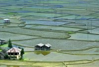 Apatani rice paddies in the Ziro Valley The Apatani tribal farming system that grows rice, fish and millet together in Ziro Valley