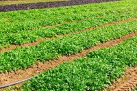 Arugula field Commercial arugula and rocket production