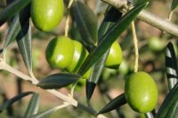 The Chalkidiki olive and its characteristics