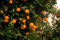 How to identify and control citrus mealybug