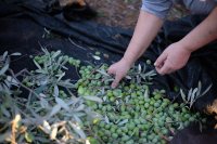 Τι ισχύει για τη δήλωση συγκομιδής ελαιοκάρπου και το ελαιοκομικό μητρώο