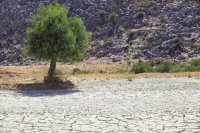 Olive tree on dry, cracked ground Which olive varieties tolerate drought