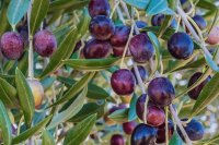 Ελιές Αμφίσσης ωριμάζουν στο δέντρο Η ελιά Αμφίσσης και τα χαρακτηριστικά της