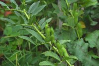 Faba bean plants with pods Commercial faba bean production
