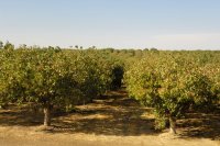 Φιστικιά μετά τη συγκομιδή Πώς καθαρίζουμε τη φιστικιά μετά τη συγκομιδή από ασθένειες και εχθρούς που διαχειμάζουν